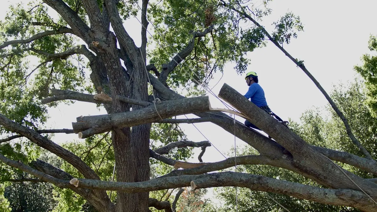 Professional Crown Thinning performed by certified arborists in Pickerel