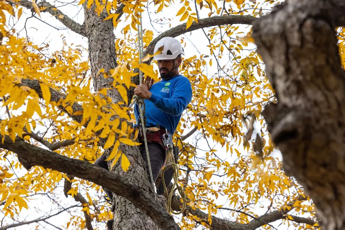 Skilled Storm Damage Cleanup crew working in Pickerel